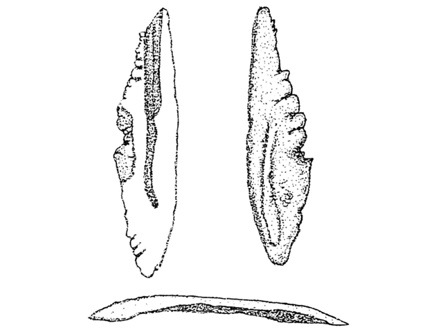 Percophis brasiliensis Quoy & Gaimard, 1825